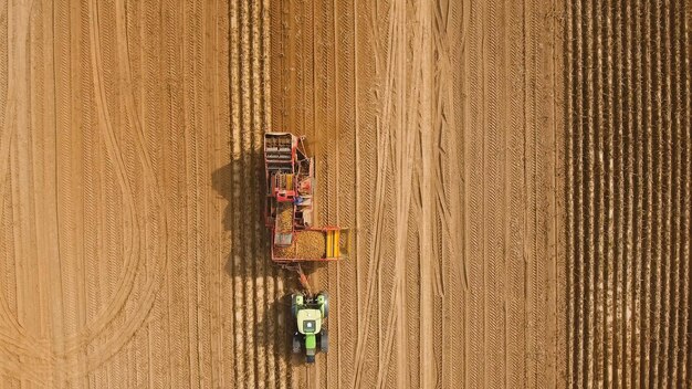 Harvesting potatoes on the field