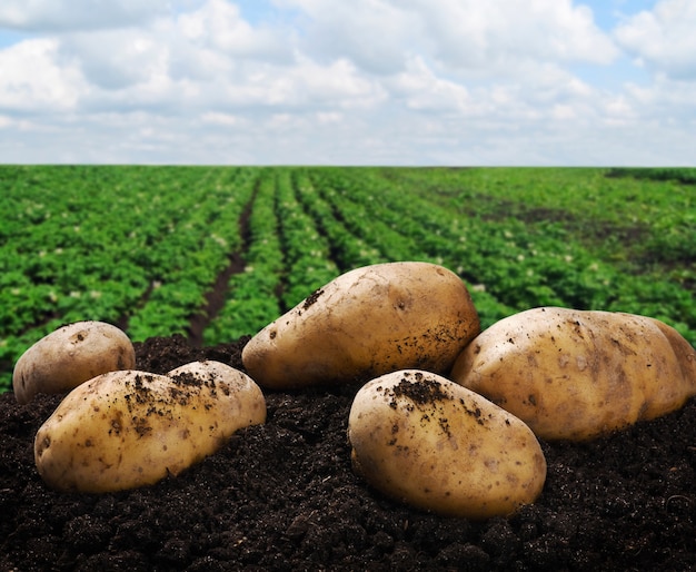 Harvesting potatoes on the ground