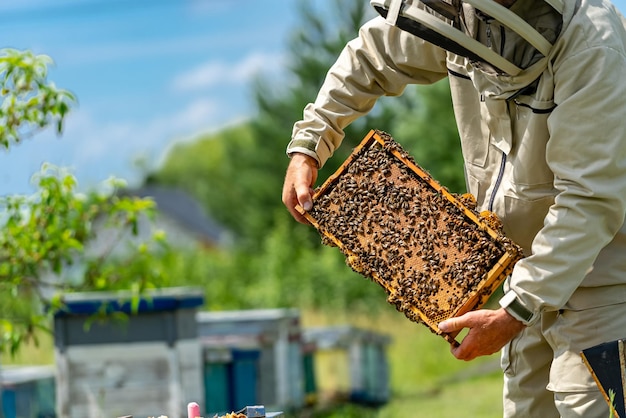 Harvesting professional yummy honey. Beekeeper working with wooden frames.