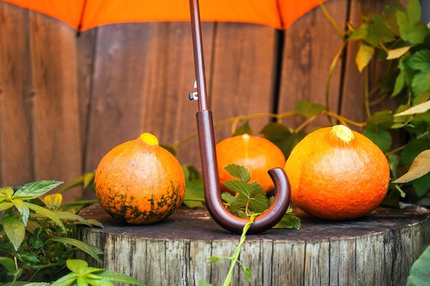 harvesting pumpkins under an orange umbrella