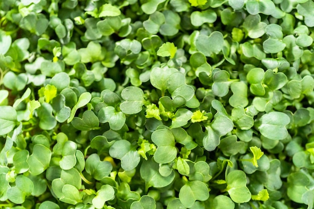 Harvesting radish microgreens from a large plastic tray.