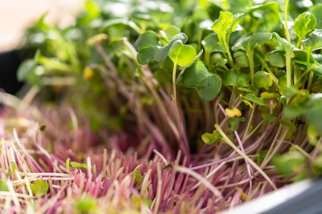 Foto raccolta di microgreen di ravanello da un grande vassoio di plastica.