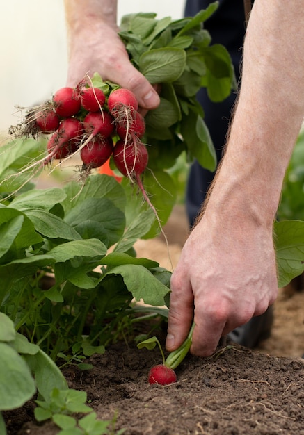 Photo harvesting radishes on a farm on a summer day