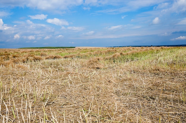 Harvesting of rape - an agricultural field, which carried out the rape harvest, summer,