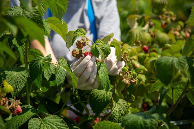 La raccolta dei lamponi. mani del lavoratore in guanti di lattice.