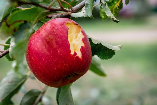 Harvesting of red apples in black plastic box.