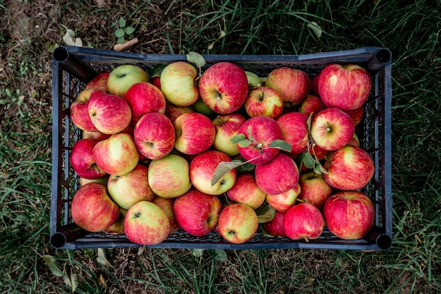 Harvesting of red apples in black plastic box.