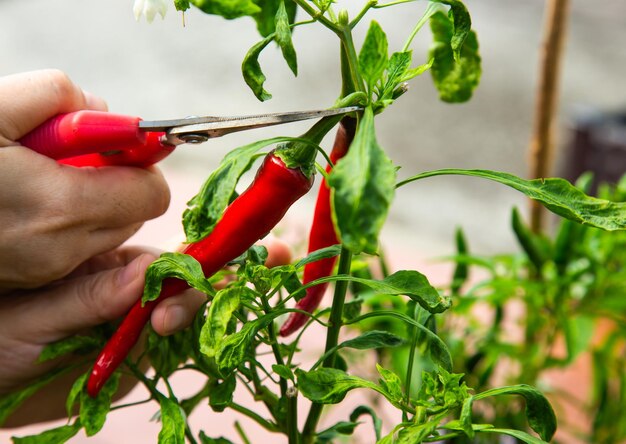 Photo harvesting red chilli from a home garden