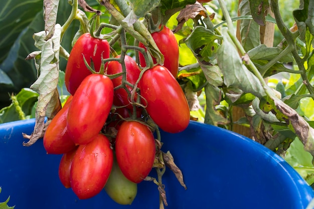 Harvesting red ripe tomatoes grown in an openair garden on a sunny day