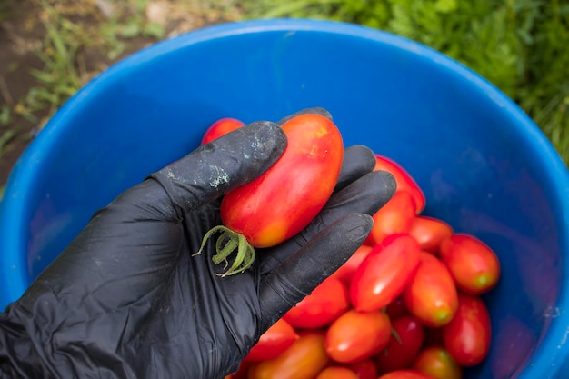 Harvesting red ripe tomatoes grown in an openair garden on a sunny day