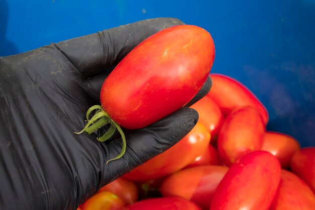 Harvesting red ripe tomatoes grown in an openair garden on a sunny day