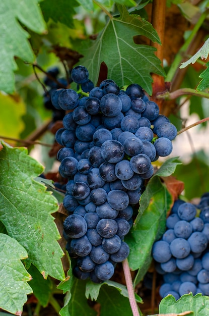 Harvesting red wine grapes