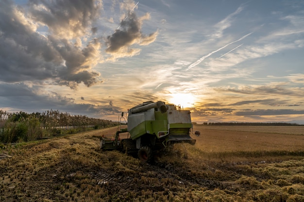 Harvesting rice in the Albufera of Valencia at sunset