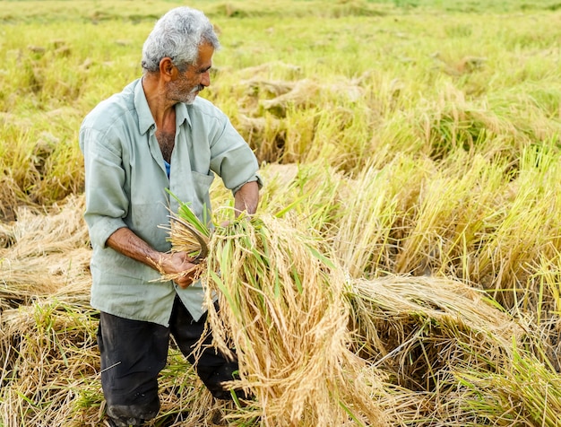 Harvesting on rice plantation