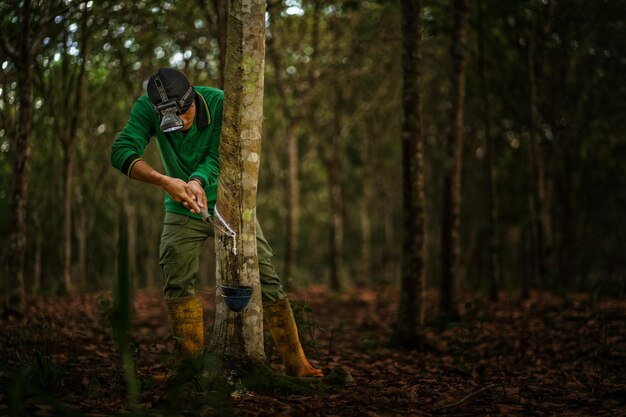 Photo harvesting rubbers