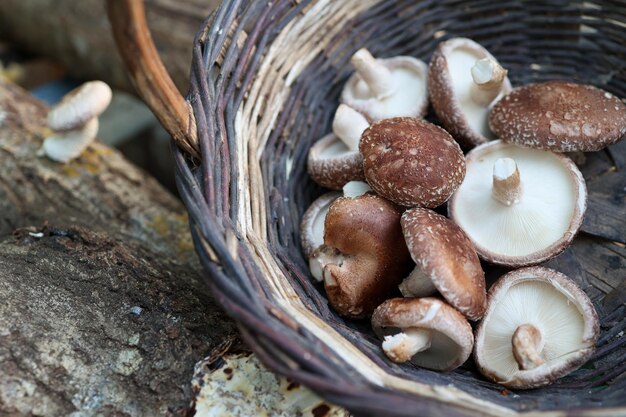 Foto raccolta di funghi shitakes in un cesto coltivati sul tronco di quercia