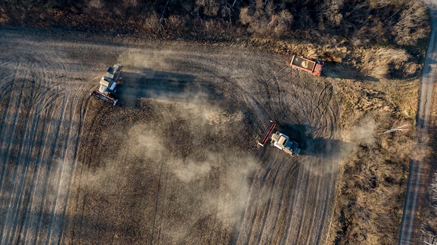 Harvesting of soybean field with combine in late summer