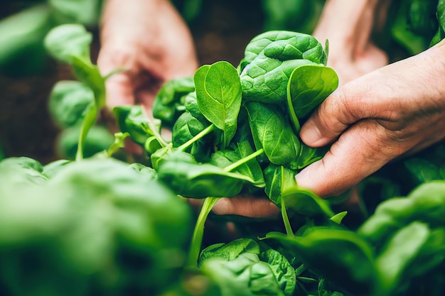 Harvesting spinach from bed for cooking organic healthy food