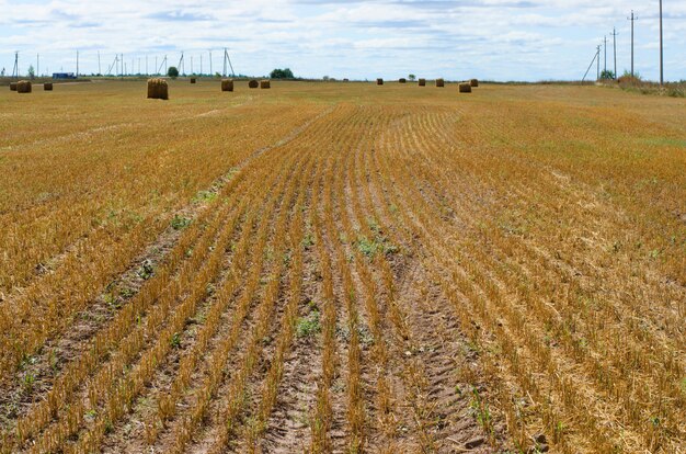 Harvesting straw in the meadow. 