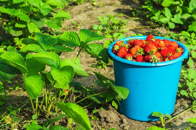 Harvesting strawberries in summer or autumn on the plantation