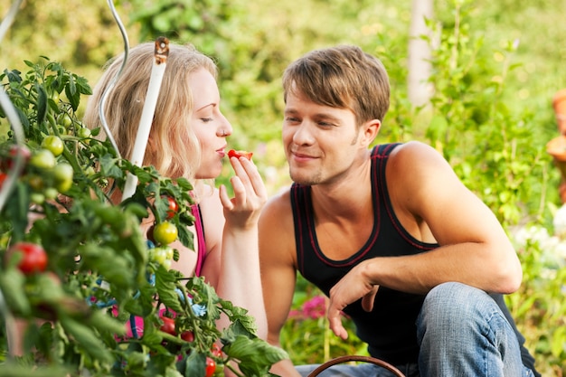 Harvesting Tomatoes - couple