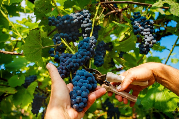 Сбор урожая на виноградниках. Рука мужчины с секатором срезает с лозы гроздь черного винного винограда.