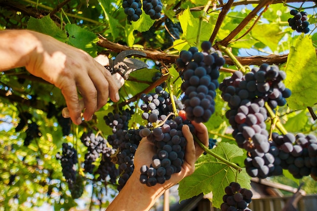 Harvesting in the vineyards. A man's hand with a pruner cuts a bunch of black wine grapes from the vine.