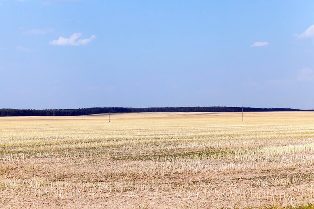 Mietitura del grano, cereali - campo agricolo su cui la mietitura del grano, estate,