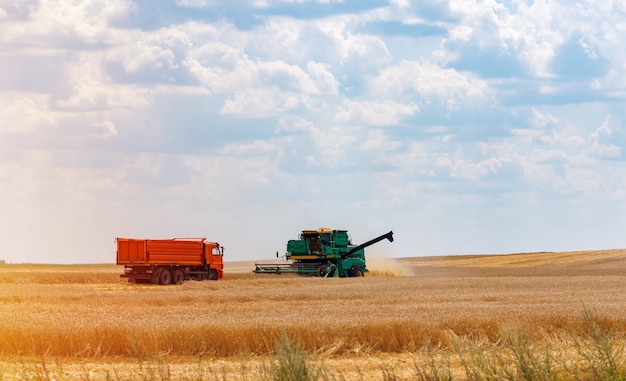 Harvesting wheat. Harvester removes wheat on the field