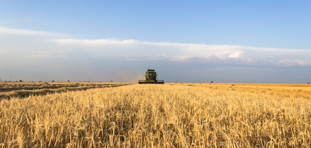 Photo harvesting wheat harvester on a sunny summer day