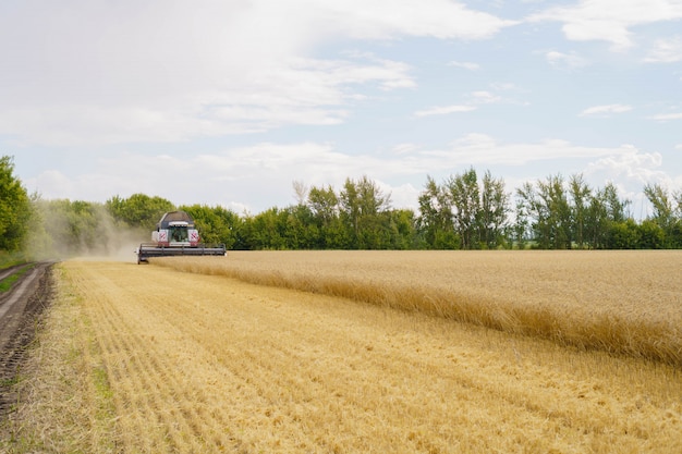 Harvesting wheat in summer