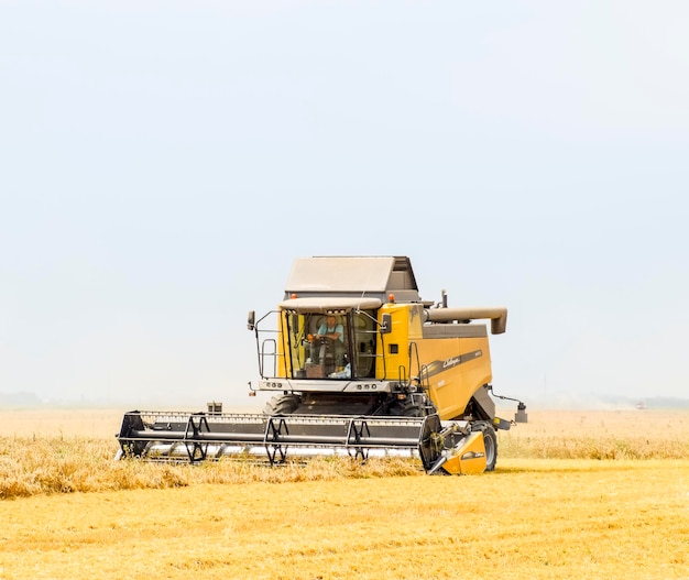 Photo harvesting wheat with a combine harvester