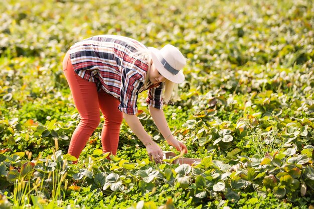 Photo harvesting woman on the strawberry field.