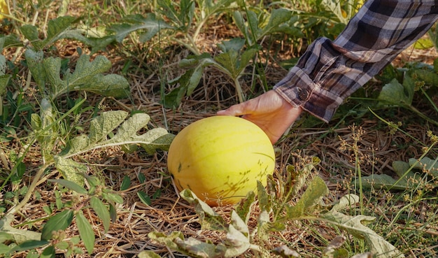 Harvesting yellow hybrid watermelon (Canary melon) in organic garden, farmer producer of bio food fo