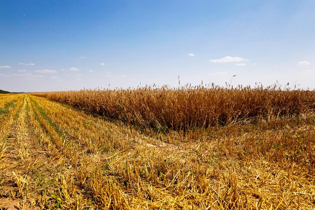 Harvesting