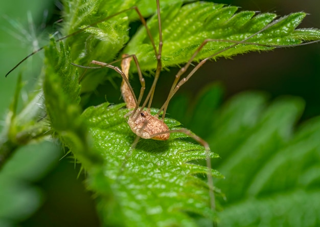 Photo harvestman closeup