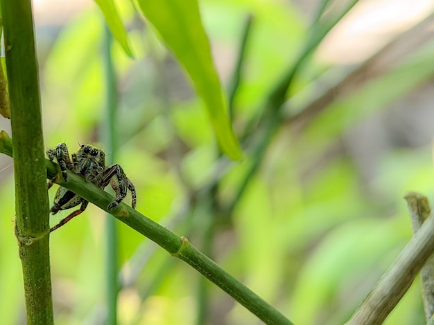 Hasarius adansoni known commonly as Adanson's house jumper is a species of jumping spider