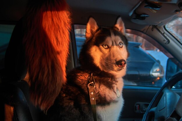 Hasky dog sits in the car in the driver's seat in the rays of the evening sun