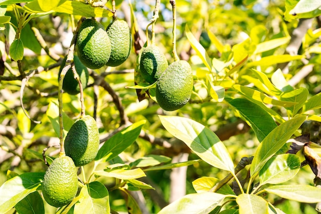 Hass avocado groeit op boom in Valle del Elqui, Chili