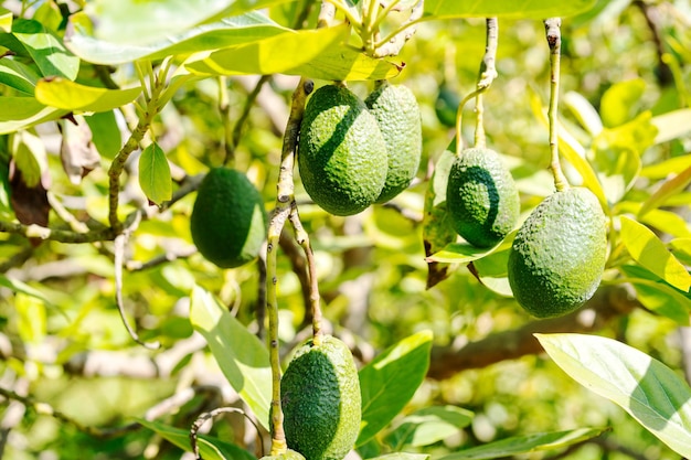 Hass avocado groeit op boom in Valle del Elqui, Chili