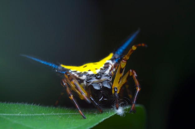 Hasselt&#39;s Spiny Spider op groen blad