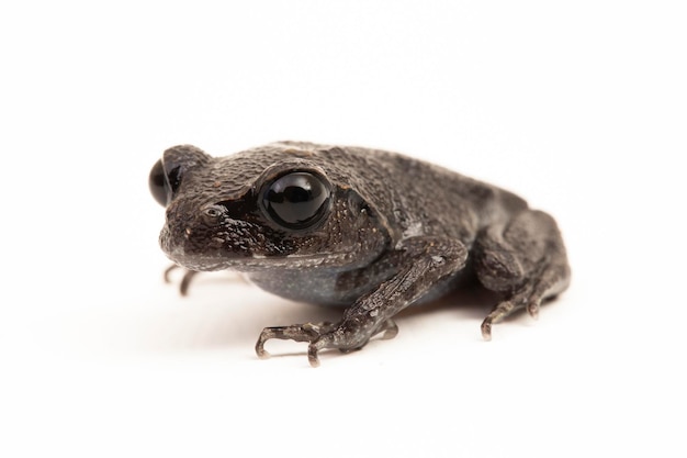 Foto hasseltse pad java-spadefoot pad hasselts nestkikker leptobrachium hasseltii op wit