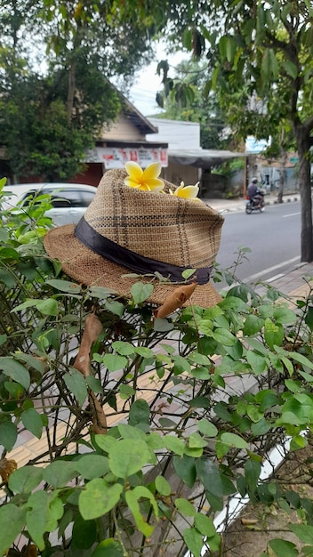 A hat on a bush with a hat that says " hat ".