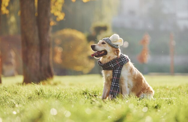 In hat and scarf Beautiful Golden Retriever dog have a walk outdoors in the park