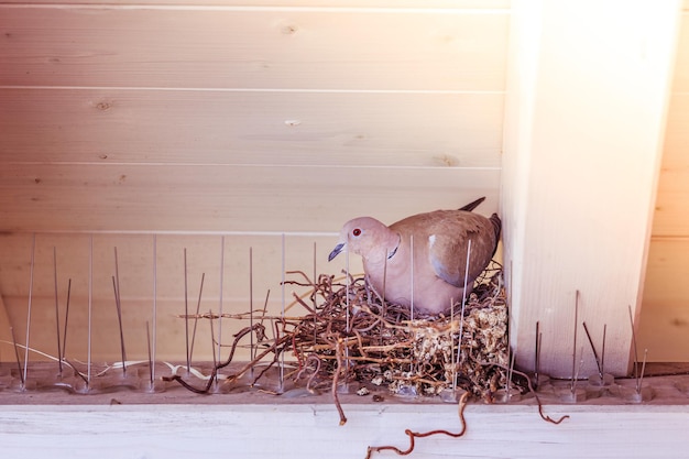 卵をかえす ハトが鳥の巣に座っている