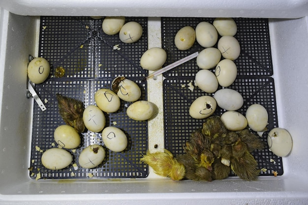 Photo hatching of eggs of ducklings of a musky duck in an incubator cultivation of poultry