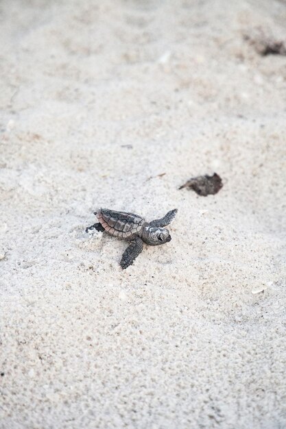 Foto le tartarughe marine caretta caretta si arrampicano verso l'oceano