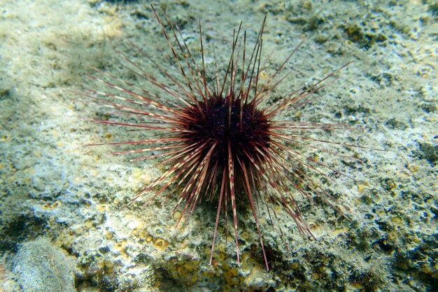 Foto hatpin zee-egel centrostephanus longispinus