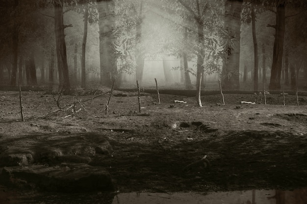 霧とドラマチックなシーンの幽霊の森