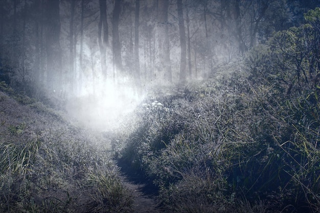 Foresta infestata con nebbia